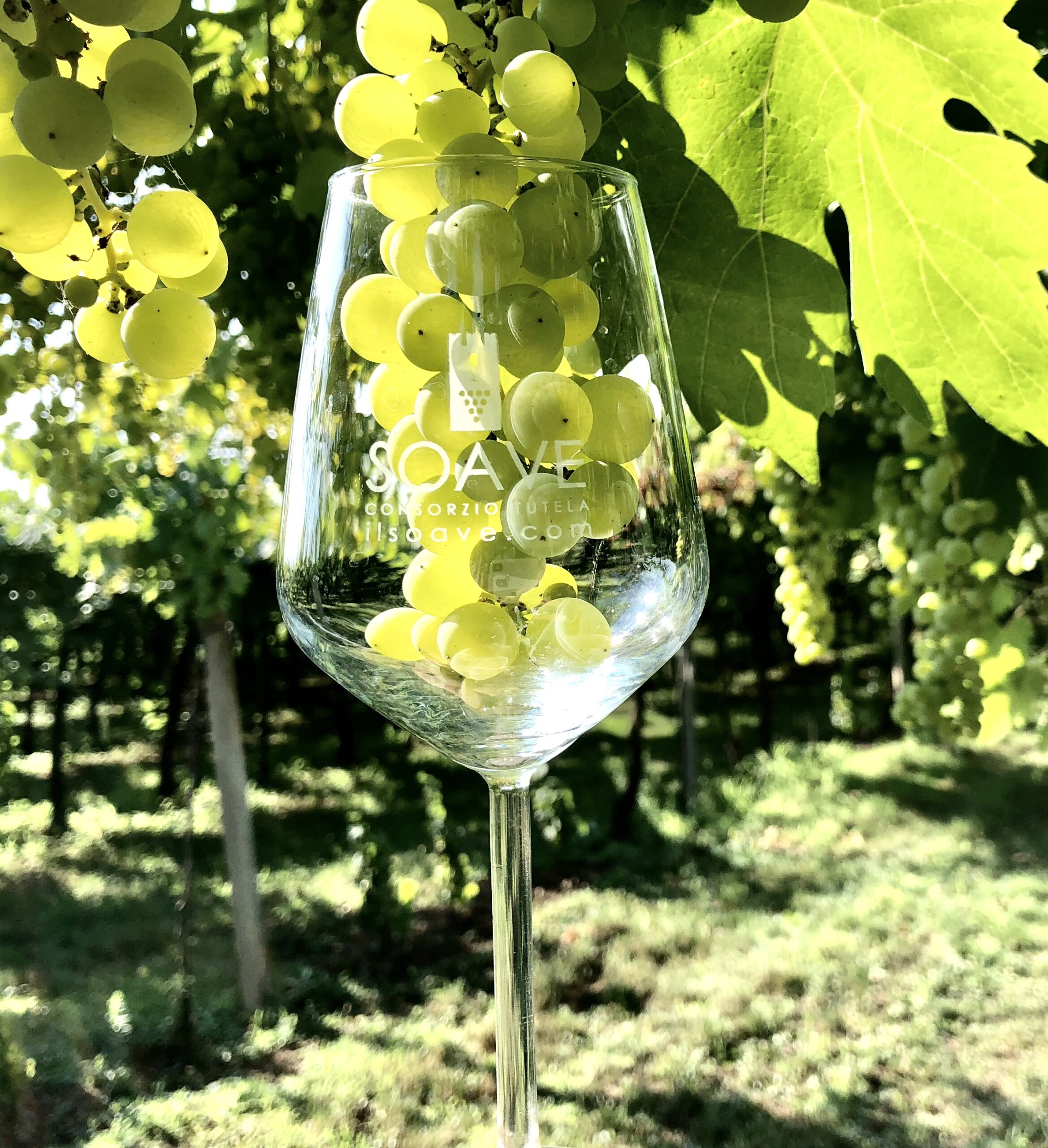 Il Soave è nella Guida Vini d’Italia 2025 edita da Gambero Rosso