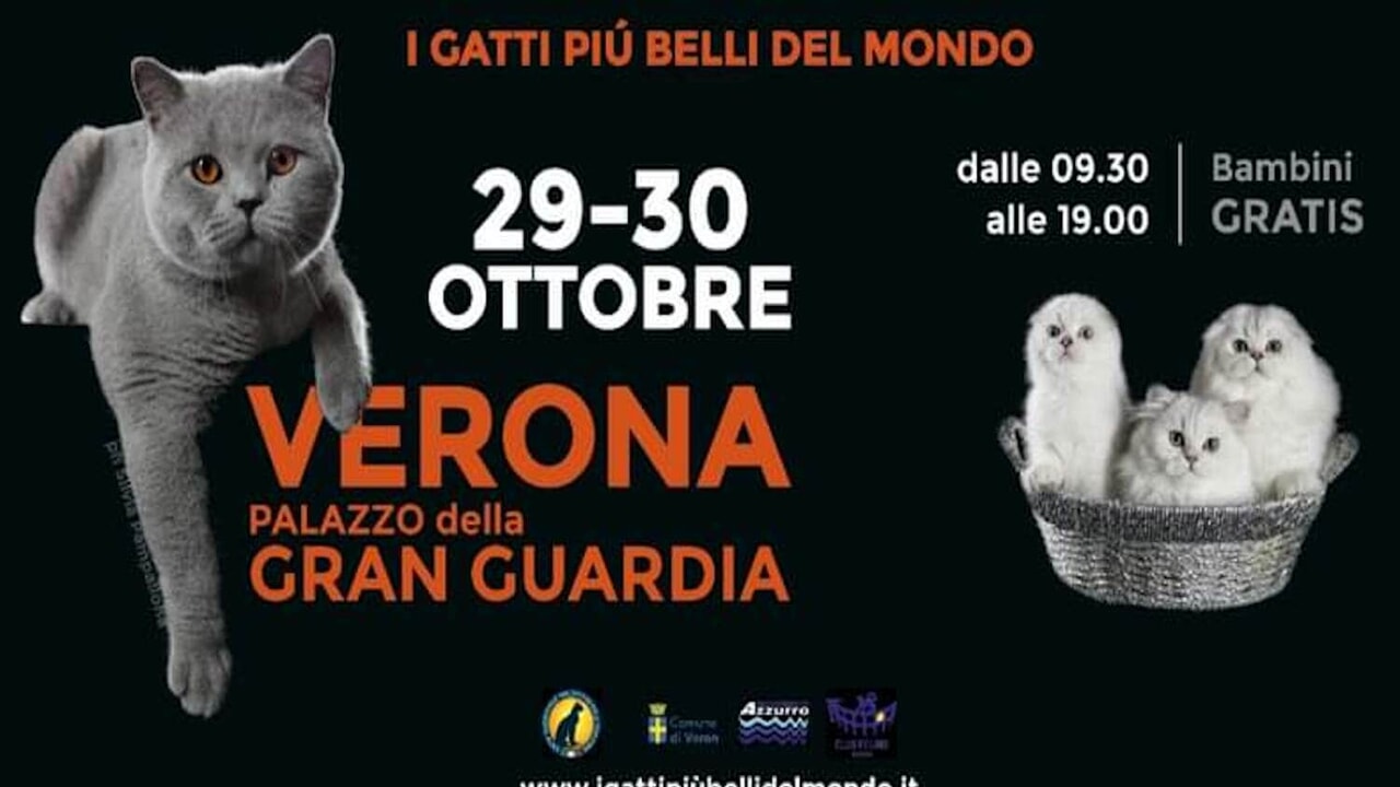 A Verona l’esposizione Internazionale Felina ‘I gatti più belli del mondo’