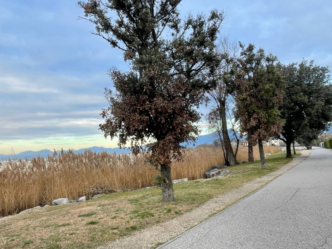 Bardolino – Messa in sicurezza della passeggiata Cisano-Lazise