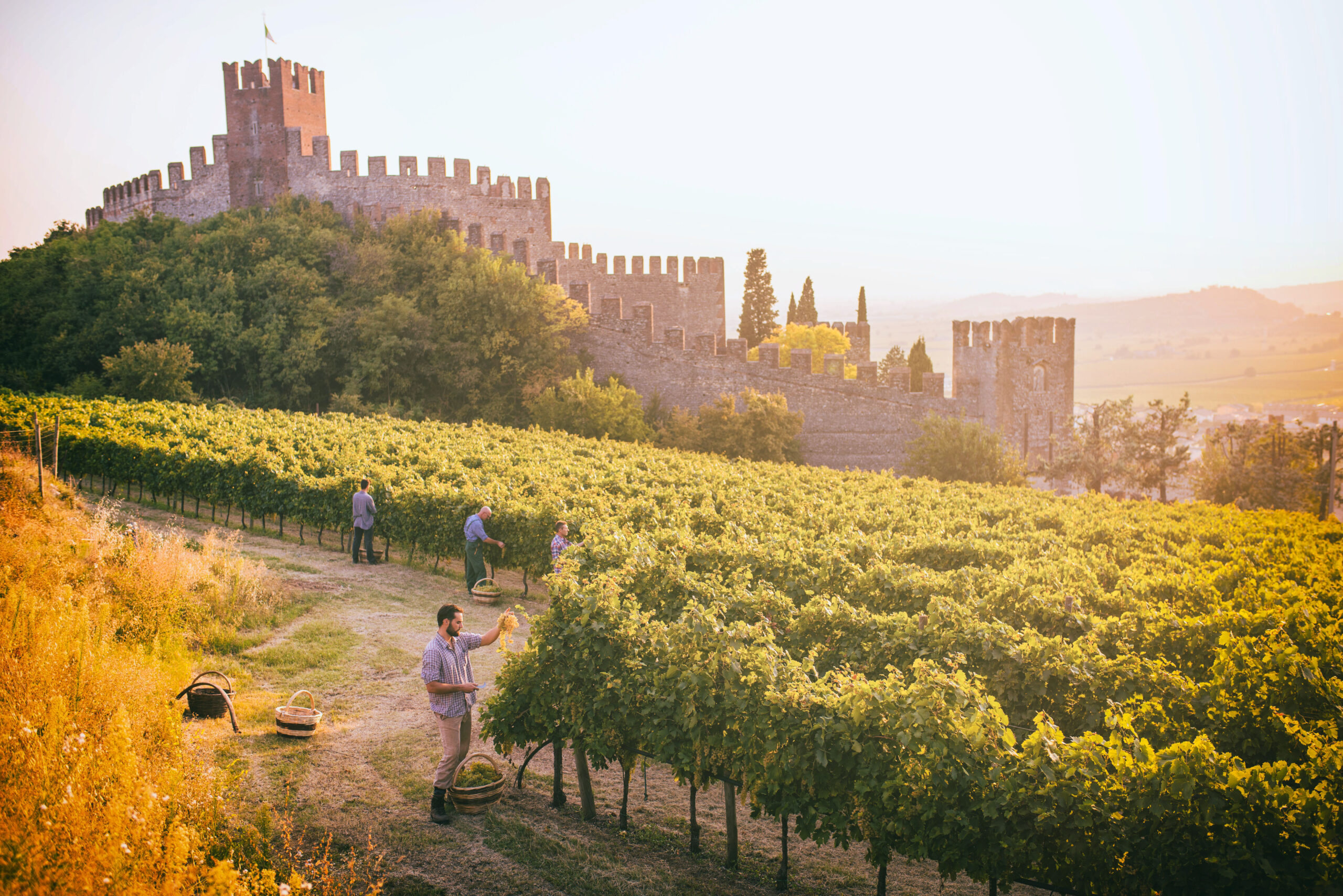 Il Soave vola in Canada